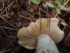 Russula lutea