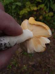 Russula lutea