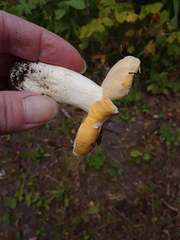 Russula lutea