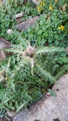 Cirsium osterhoutii