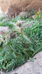 Cirsium osterhoutii