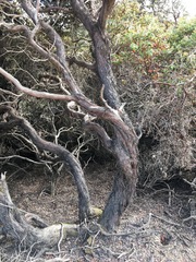 Arctostaphylos pajaroensis