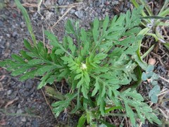 Ambrosia artemisiifolia