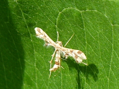 Oxyptilini