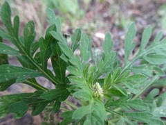 Ambrosia artemisiifolia
