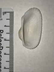 Anadara secticostata