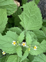 Galinsoga quadriradiata