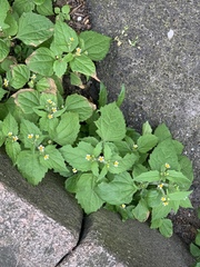 Galinsoga quadriradiata