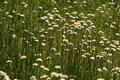 Antennaria corymbosa