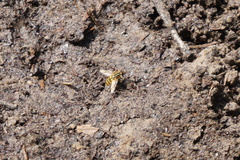 Helophilus pendulus
