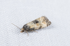 Neocochylis dubitana