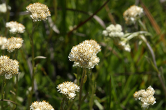 Antennaria corymbosa