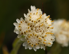 Antennaria corymbosa