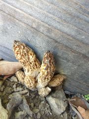 Morchella rufobrunnea