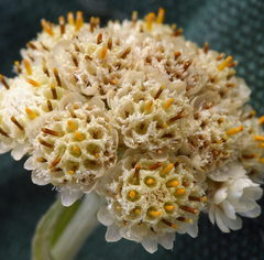 Antennaria corymbosa