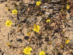 Lessingia pectinata pectinata