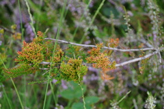 Aceria exigua