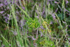 Aceria exigua