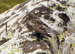 Leucosticte