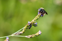 Melissodes comptoides