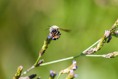 Melissodes comptoides