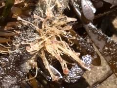 Ectopleura