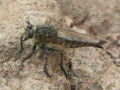 Promachus vexator