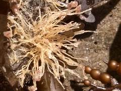 Ectopleura