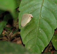 Strephonota parvipuncta