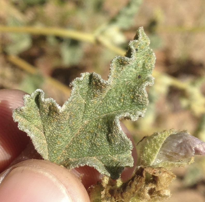 Image of Sphaeralcea fulva by (c) Adam J. Searcy, some rights reserved (CC BY)