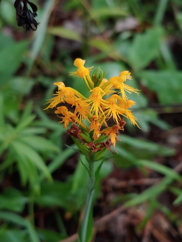 Platanthera X channellii