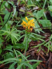 Platanthera × channellii