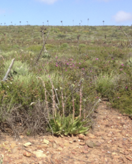 Dudleya ingens