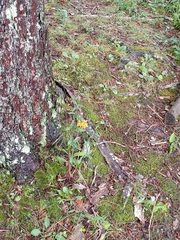 Platanthera × channellii