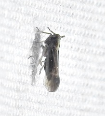 Tarophagus colocasiae