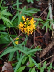 Platanthera × channellii
