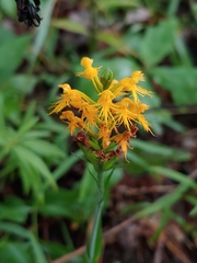 Platanthera × channellii