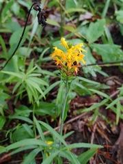 Platanthera × channellii