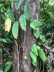 Vantanea occidentalis