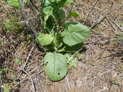 Nicotiana repanda