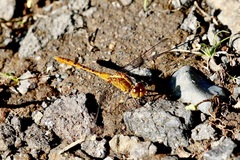 Diplacodes bipunctata