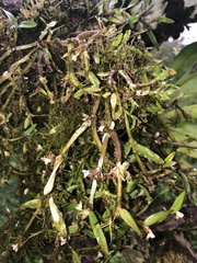 Scaphyglottis prolifera