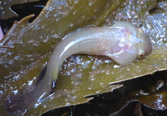 Apletodon dentatus