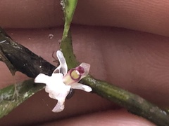 Scaphyglottis prolifera