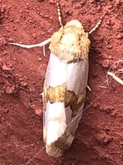 Schinia chryselloides