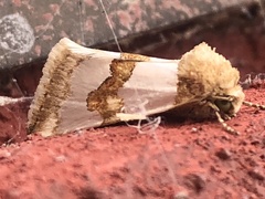 Schinia chryselloides