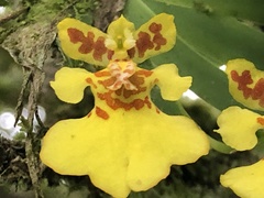 Erycina pusilla