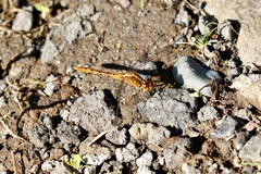 Diplacodes bipunctata