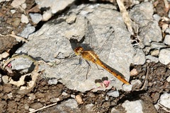 Diplacodes bipunctata