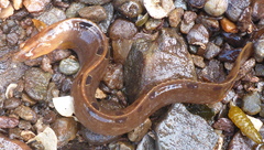 Pholis gunnellus